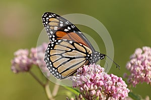 Monarch and milkweed photo