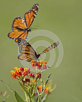 Monarch Milkweed