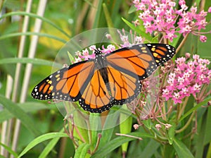 Monarch on Milkweed photo