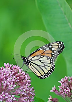 Monarch on Milkweed flower photo