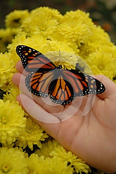 Monarch & Mums