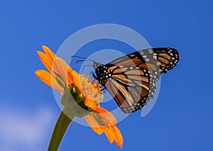 Monarch Nectaring