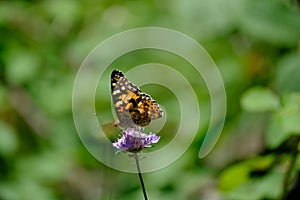 Monarch orange butterfly and bright summer flowers on a background of blue foliage in a fairy garden. Macro artistic image.