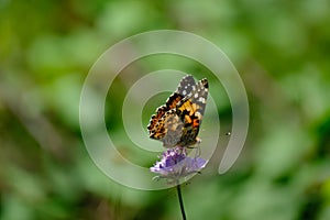 Monarch orange butterfly and bright summer flowers on a background of blue foliage in a fairy garden. Macro artistic image.