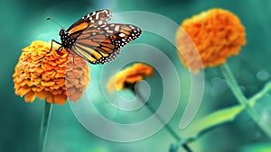 Monarch orange butterfly img