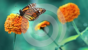 Monarch orange butterfly and  bright summer flowers on a background of blue foliage in a fairy garden. Macro artistic image.