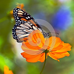 Monarch on Orange Flower