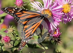 Monarch on Pink New England Aster Flower