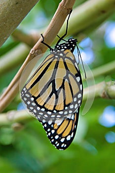 Monarch resting just after being re-born.