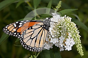 Monarch sips nectar from butterfly bush photo