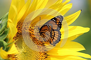 Monarch on sunflower photo