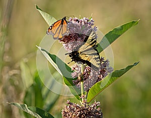 Monarch and swallowtail butterflies dine on the same plant