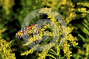 Monarch on Tall Goldenrod  44180