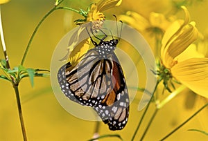 Monarch on Tickseed Sunflower  33912