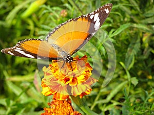 Monarch viceroy orange butterfly on flower