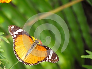 Il viceré arancia farfalla foresta pluviale 