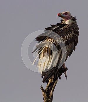 Monarch Vulture