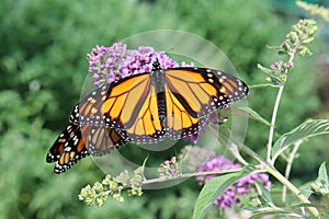 Monarch Wanderer Butterflies on a purple flower with shallow d