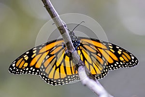 Monarch or Wanderer Butterfly