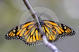 Monarch or Wanderer Butterfly