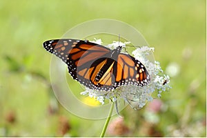 Monarch on white flower
