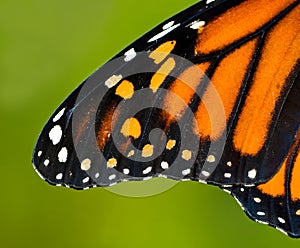 Monarch Wing