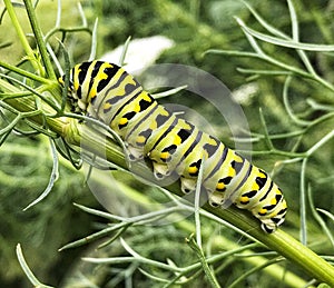 Monarchn Caterpillar, larval, Lepidoptera