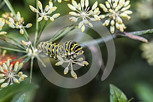 Monarchn Caterpillar, larval, Lepidoptera