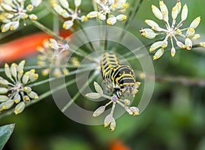 Monarchn Caterpillar, larval, Lepidoptera