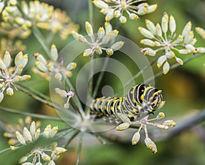 Monarchn Caterpillar, larval, Lepidoptera