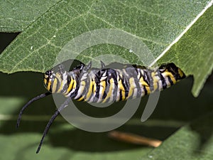 Monarchn Caterpillar, larval, Lepidoptera photo