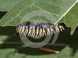 Monarchn Caterpillar, larval, Lepidoptera