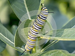 Monarchn Caterpillar, larval, Lepidoptera