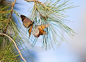 Monarchs Butterflies