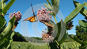 Monarchs and Milkweed photo