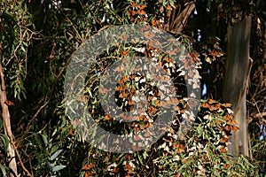 Monarchs at Natural Bridges 2 photo