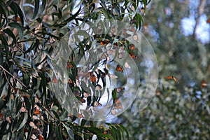 Monarchs at Natural Bridges 7 photo