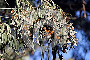 Monarchs of Pismo Beach, California photo
