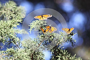 Monarchs of Pismo Beach, California photo