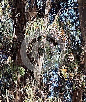 Monarchs of Pismo Beach, California photo