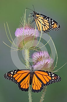 Monarchs on teasel photo