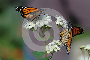 Monarchs on white flower