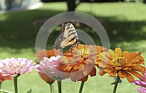 Monarchs and Zinnias