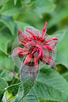 Monarda Bee balm flower blossoming