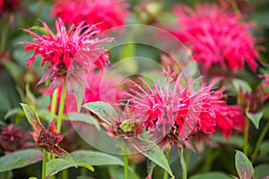 Monarda didyma