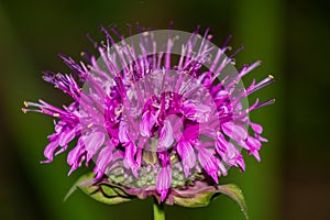 Monarda didyma