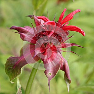 Monarda didyma photo