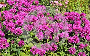 Monarda photo