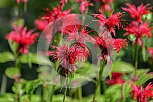 Monarda didyma flower in a garden