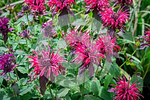 Monarda didyma flower in a garden on blurred background